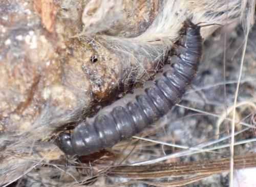 Thanatophilus sp.